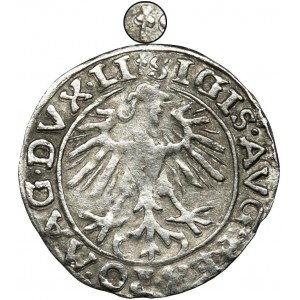 Zygmunt II August, Półgrosz Wilno 1557 - dwa trójlistki - NIENOTOWANY, BARDZO RZADKI
