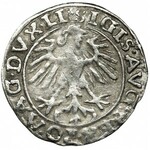 Zygmunt II August, Półgrosz Wilno 1557 - dwa trójlistki - NIENOTOWANY, BARDZO RZADKI