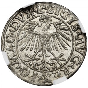 Sigismund II August, Halfgroat Vilnius 1548 - NGC MS63 - L/LITVA