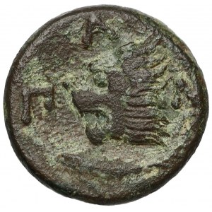 Grecja, Tracja / Chersonez, Pantikapajon (310-303 p.n.e.) Brąz