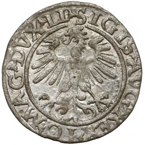 Zygmunt II August, Półgrosz Wilno 1560