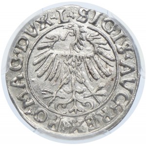 Polska, Zygmunt II August, półgrosz 1556 Wilno, PCGS AU58
