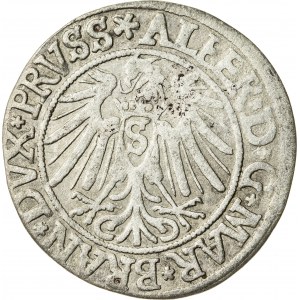 Prusy Książęce, Albrecht Hohenzollern (1525–1568), grosz pruski lenny, Królewiec; 1538