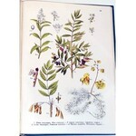 WILKOMM - ATLAS PAŃSTWA ROŚLINNEGO 1911r. kolorowe tablice, drzeworyty