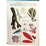 WILKOMM - ATLAS PAŃSTWA ROŚLINNEGO 1911r. kolorowe tablice, drzeworyty