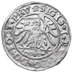 Zygmunt I Stary, Grosz 1534, Elbląg - PRV