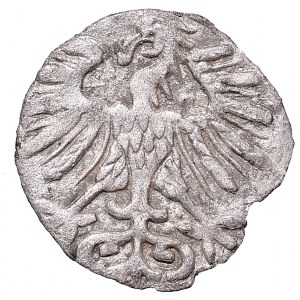 Zygmunt II August, Denar 1556, Wilno