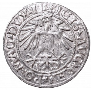 Sigismund II Augustus, Half-groat 1549, Vilnius - LI/LITVA