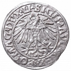 Sigismund II Augustus, Half-groat 1548, Vilnius - LI/LITVA