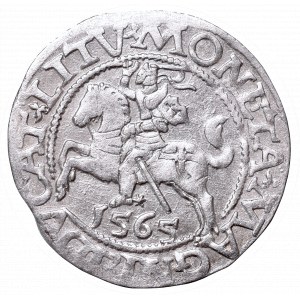 Sigismund II Augustus, Half-groat 1564, Vilnius, L/LITV