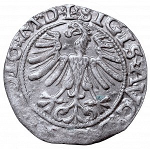 Sigismund II Augustus, Half-groat 1565, Vilnius, L/LITV