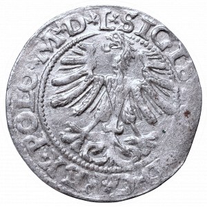 Sigismund II Augustus, Half-groat 1565, Vilnius, L/LITV