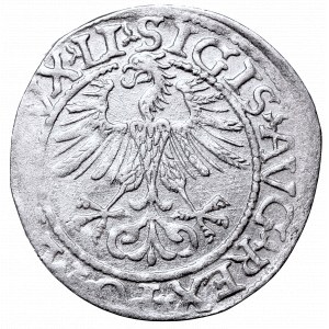 Sigismund II Augustus, Half-groat 1561, Vilnius, L/LITV