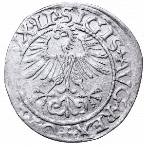 Zygmunt II August, Półgrosz 1561, Wilno, L/LITV