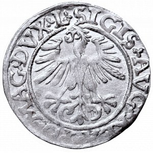 Zygmunt II August, Półgrosz 1561, Wilno, L/LITVA