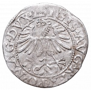 Zygmunt II August, Półgrosz 1562, Wilno, L/LITVA