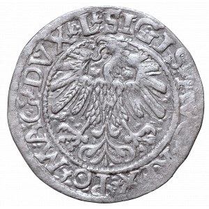 Sigismund II Augustus, Half-groat 1559, Vilnius - L/LITV