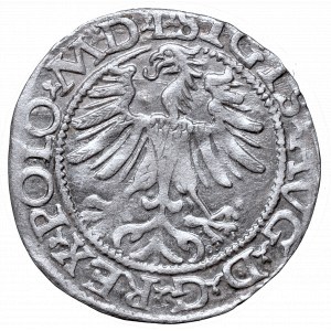 Sigismund II Augustus, Half-groat 1565, Vilnius, L/LITV