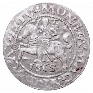 Sigismund II Augustus, Half-groat 1565, Vilnius, L/LITV