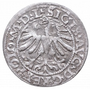 Sigismund II Augustus, Half-groat 1565, Vilnius, L/LITV