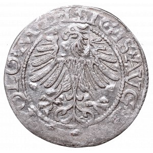 Sigismund II Augustus, Half-groat 1565, Vilnius, L/LITV