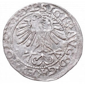 Zygmunt II August, Półgrosz 1564, Wilno, L/LITVA