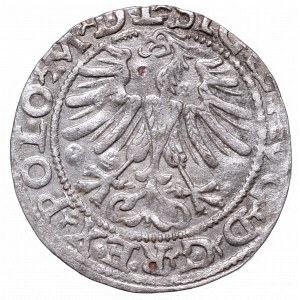 Sigismund II Augustus, Half-groat 1565, Vilnius, L/LITV