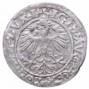 Sigismund II Augustus, Half-groat 1560, Vilnius, L/LITVA