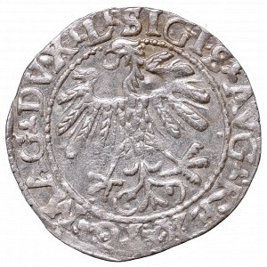 Sigismund II Augustus, Half-groat 1559, Vilnius - L/LITVA