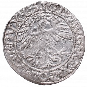 Sigismund II Augustus, Half-groat 1561, Vilnius, L/LITVA