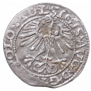 Sigismund II Augustus, Half-groat 1564, Vilnius, L/LITVA