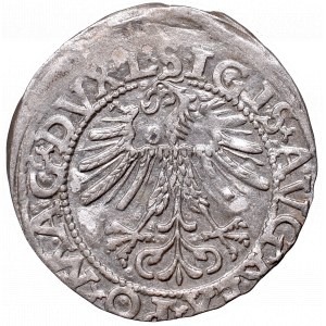 Sigismund II Augustus, Half-groat 1562, Vilnius, L/LITV