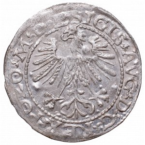 Sigismund II Augustus, Half-groat 1564, Vilnius, L/LITVA