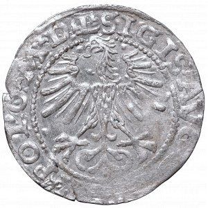 Zygmunt II August, Półgrosz 1564, Wilno, L/LITV