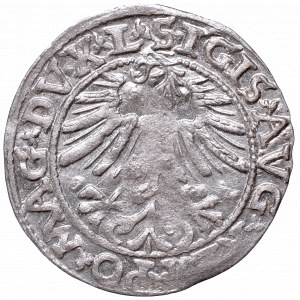 Sigismund II Augustus, Half-groat 1563, Vilnius, L/LITV