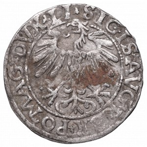 Sigismund II August, Half-groat 1557, Vilnius - LI/LITVA