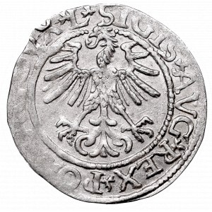 Zygmunt II August, Półgrosz 1561, Wilno, L/LITVA