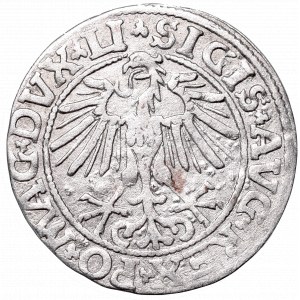 Sigismund II Augustus, Half-groat 1550, Vilnius - LI/LITVA