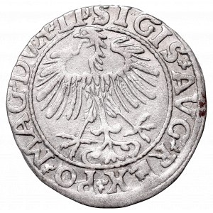 Sigismund II Augustus, Half-groat 1557, Vilnius - LI/LITVA