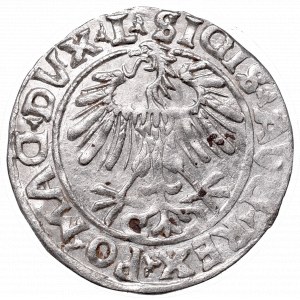 Zygmunt II August, Półgrosz 1556, Wilno - L/LITVA