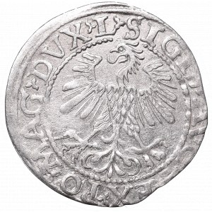 Sigismund II Augustus, Half-groat 1560, Vilnius, L/LITV