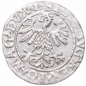 Sigismund II Augustus, Half-groat 1560, Vilnius, L/LITV