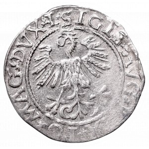 Zygmunt II August, Półgrosz 1560, Wilno, L/LITVA