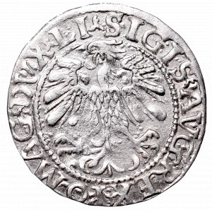 Sigismund II Augustus, Half-groat 1559, Vilnius - LI/LITV
