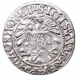 Zygmunt II August, Półgrosz 1559, Wilno - LI/LITV