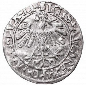 Sigismund II Augustus, Half-groat 1559, Vilnius, LI/LITVA