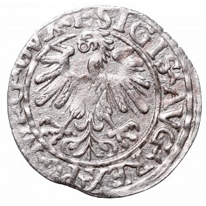 Zygmunt II August, Półgrosz 1559, Wilno, L/LITVA