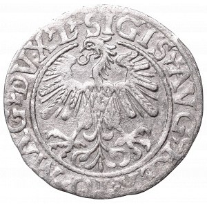 Sigismund II Augustus, Half-groat 1559, Vilnius, L/LITV