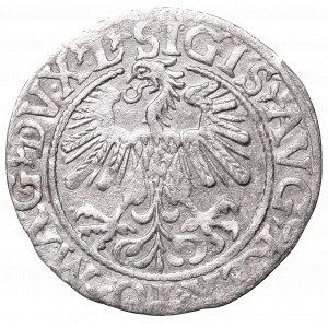 Zygmunt II August, Półgrosz 1559, Wilno, L/LITV