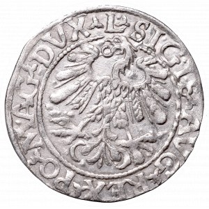 Sigismund II Augustus, Half-groat 1559, Vilnius, L/LITV